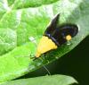 Oecophora bractella